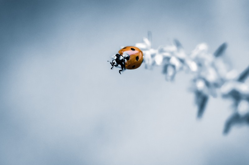 little ladybug - &copy; Sven Hallmann | Macro