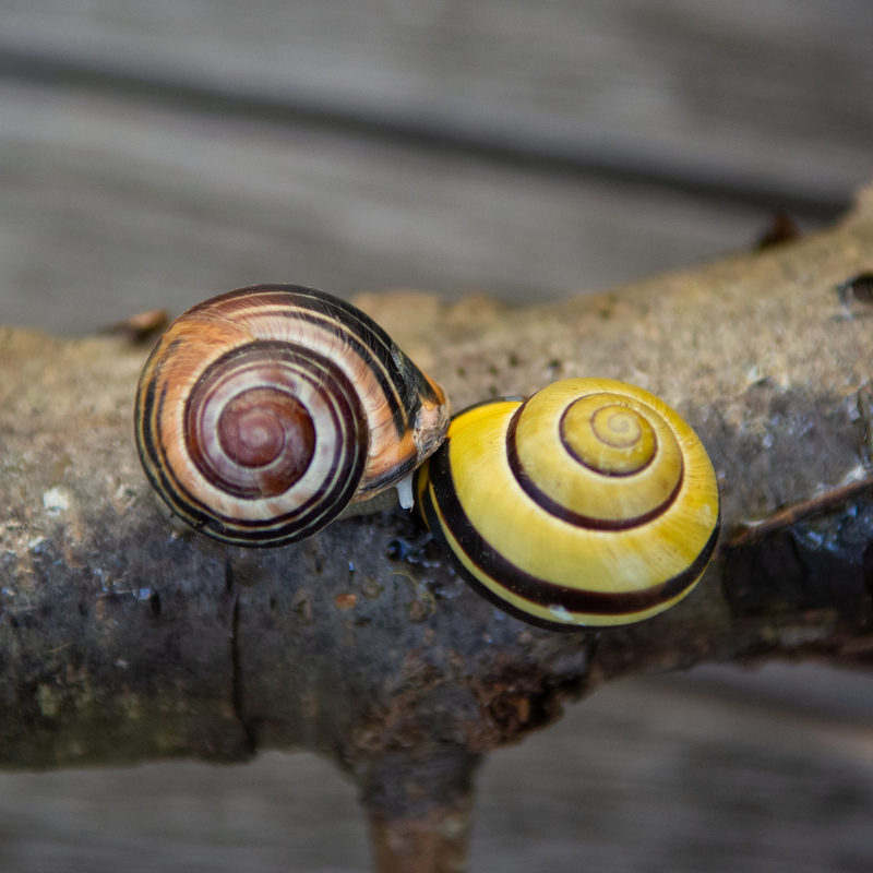 YinYang mit schleimigem Gedöns - &copy; norberthanke | Tiere