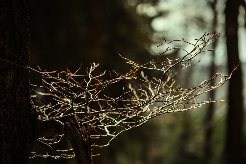 Illuminated Branch - &copy; m a l o r | p h o t o | Nature