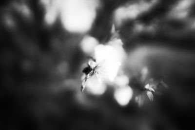 Early Almond Flower / climate change / Natur  Fotografie von Fotograf Ms Janssen ★1 | STRKNG