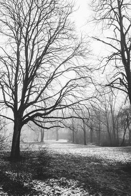 Fog / Natur  Fotografie von Fotograf Markus K | STRKNG