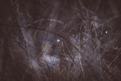 Flurry / Natur  Fotografie von Fotograf Markus K | STRKNG