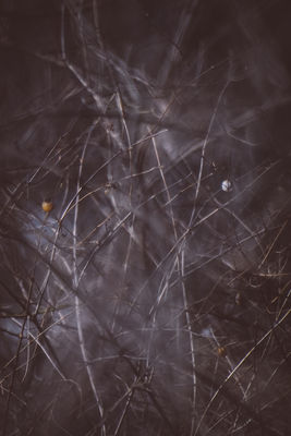 Flurry 2 / Natur  Fotografie von Fotograf Markus K | STRKNG