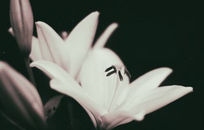 Sommerlilie / Black and White  photography by Photographer Jens Scheider | STRKNG