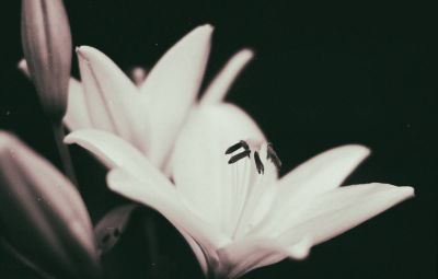 Sommerlilie / Schwarz-weiss  Fotografie von Fotograf Jens Scheider | STRKNG