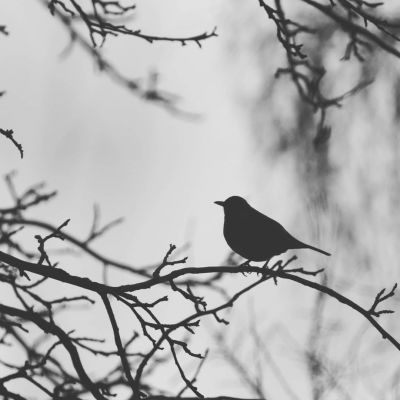 Winter Bird / Schwarz-weiss  Fotografie von Fotograf Jens Scheider | STRKNG