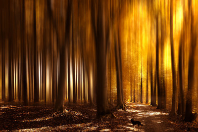 small dog in a big forest / Fine Art  Fotografie von Fotograf Stefan Kierek ★1 | STRKNG