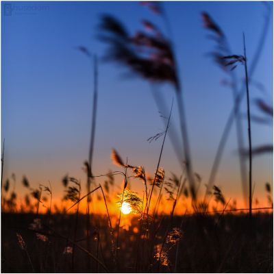 Sonnenuntergang im Reet / Natur  Fotografie von Fotograf Eike Wilhelm Reinhardt ★1 | STRKNG