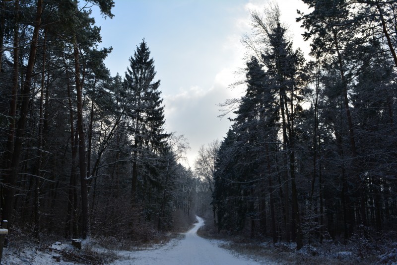 Winterweg - &copy; Waldmann Fotografie | Landscapes