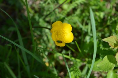 Blüte/Insekt / Natur  Fotografie von Fotograf Waldmann Fotografie | STRKNG