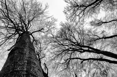 Winter / Schwarz-weiss  Fotografie von Fotografin Dr. B ★4 | STRKNG