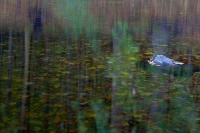 fairytale forest / Photomanipulation  Fotografie von Fotograf Bernd Pfeifer | STRKNG