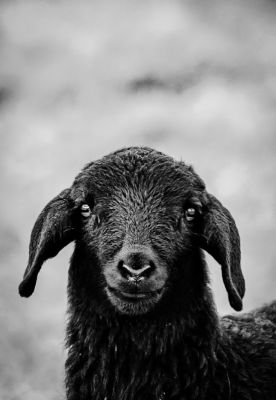 Black Sheep / Tiere  Fotografie von Fotograf fotoforti ★2 | STRKNG