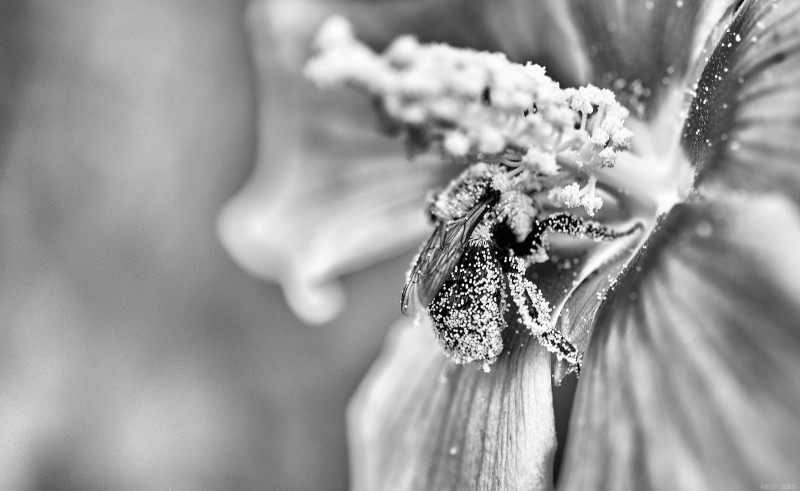 jackson pollen - &copy; Kevin Solie | Nature