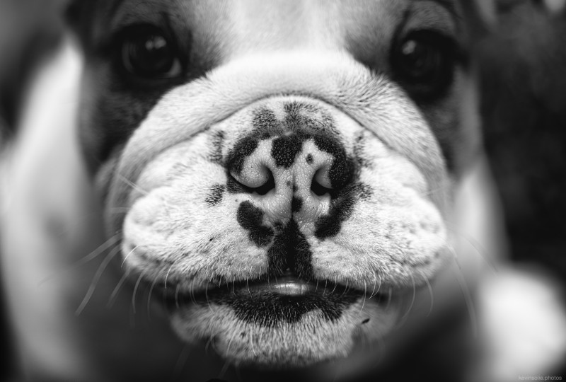 sulley - &copy; Kevin Solie | Tiere
