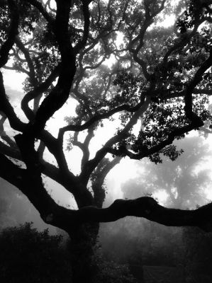 Sintra / Black and White  photography by Photographer Filthy Wizard ★5 | STRKNG