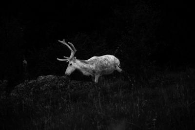 The white horns &amp; black eyes / Natur  Fotografie von Fotograf Atles | STRKNG