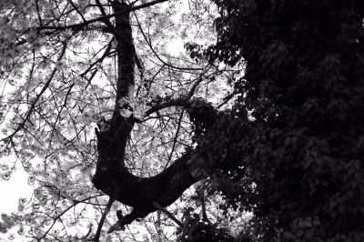 Tree / Natur  Fotografie von Fotograf Fuketsuna Mahōtsukai | STRKNG