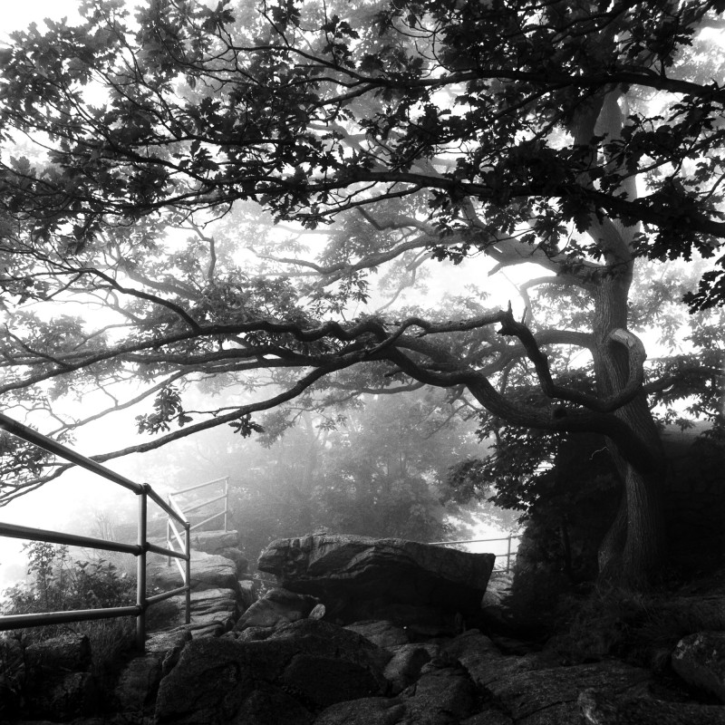 Foggy morning - &copy; Paul Neugebauer | Black and White