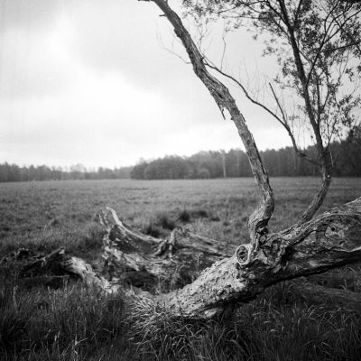 down, but not dead yet / Black and White  photography by Photographer Paul Neugebauer ★1 | STRKNG