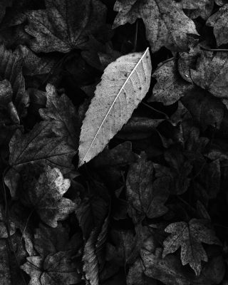 Embrace Uniqueness / Black and White  photography by Photographer Paul Neugebauer ★1 | STRKNG