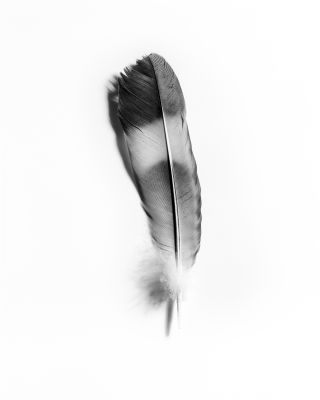 Feather of a magpie / Schwarz-weiss  Fotografie von Fotograf Paul Neugebauer ★1 | STRKNG