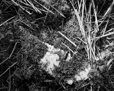 Kiefer und Moos / Black and White  photography by Photographer Paul Neugebauer ★1 | STRKNG