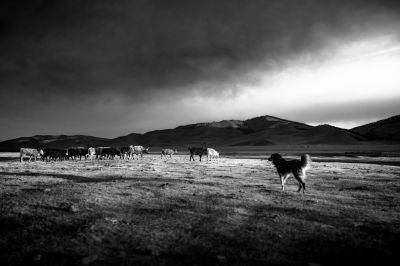 Shepherd dog / Tiere  Fotografie von Fotograf David Mendes | STRKNG