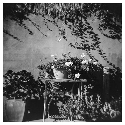 Holga Week: Sewing Geraniums / Still-Leben  Fotografie von Fotograf Joe Hogan ★4 | STRKNG