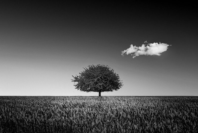 inspired tree - &copy; Karim bouchareb | Schwarz-weiss