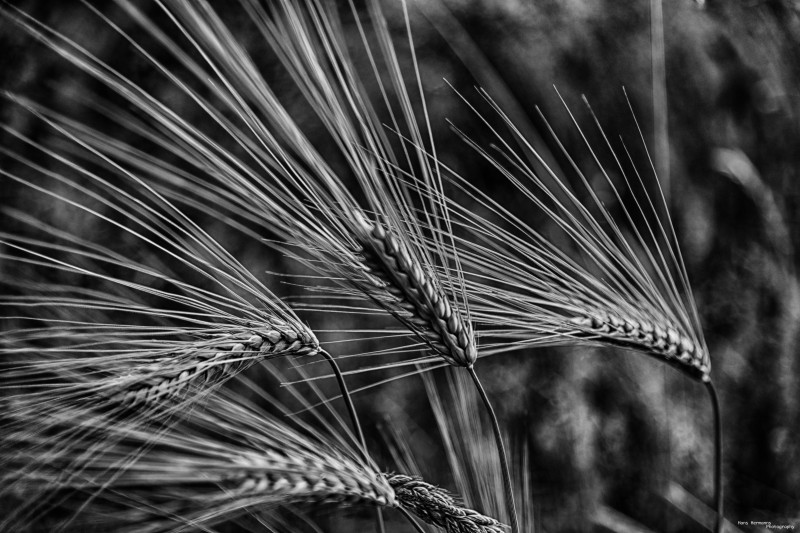 Wheat ear - &copy; Hans Hermanns | Schwarz-weiss