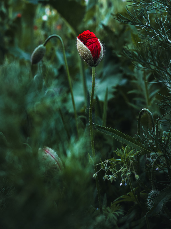 Poppies (2025) - &copy; René Greiner Fotografie | Nature