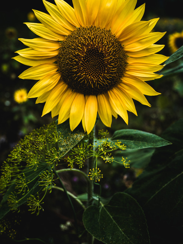 Sunflowers (2024, No. 4) - &copy; René Greiner Fotografie | Natur