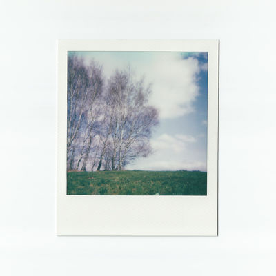Birken (2025) Birken (2025) / Instant-Film Fotografie von Fotograf René Greiner Fotografie ★5 | STRKNG