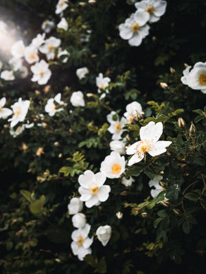 Natur  Fotografie von Fotograf René Greiner Fotografie ★5 | STRKNG
