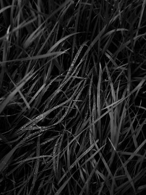 Tautropfen im Gras (2024) / Natur  Fotografie von Fotograf René Greiner Fotografie ★4 | STRKNG