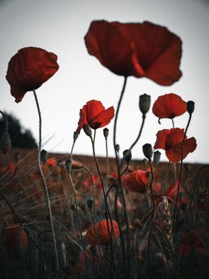 Poppies (2024, No. 12) / Natur  Fotografie von Fotograf René Greiner Fotografie ★4 | STRKNG