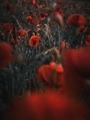 Poppies (2024, No. 11) / Nature  photography by Photographer René Greiner Fotografie ★4 | STRKNG