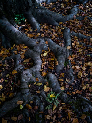 Roots (2024) / Natur  Fotografie von Fotograf René Greiner Fotografie ★4 | STRKNG