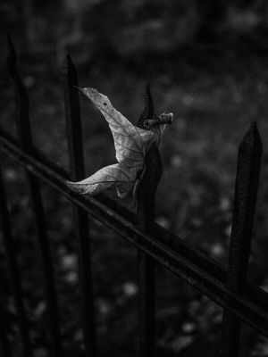 Fence (2024) / Schwarz-weiss  Fotografie von Fotograf René Greiner Fotografie ★4 | STRKNG