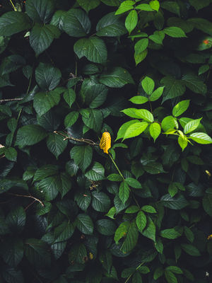 Yellow leaf (2024) / Nature  photography by Photographer René Greiner Fotografie ★4 | STRKNG