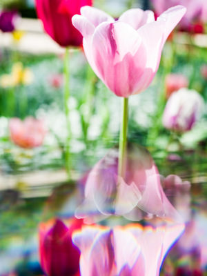 Tulips (No. 6, 2025) Tulips (No. 6, 2025) / Nature photography by Photographer René Greiner Fotografie ★5 | STRKNG