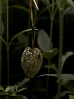 FLORA (2024, No. 2) / Natur  Fotografie von Fotograf René Greiner Fotografie ★3 | STRKNG