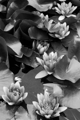Nymphaea aus der Serie &quot;Botanica&quot; (2022) / Nature  photography by Photographer René Greiner Fotografie ★3 | STRKNG