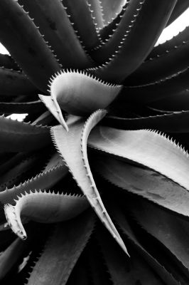Aloe arborescens (Baum-Aloe) aus der Serie &quot;Botanica&quot; (2022) / Nature  photography by Photographer René Greiner Fotografie ★4 | STRKNG