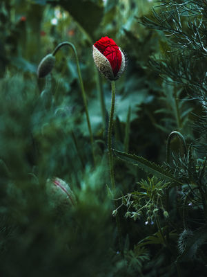 Poppies (2025) Poppies (2025) / Nature photography by Photographer René Greiner Fotografie ★5 | STRKNG
