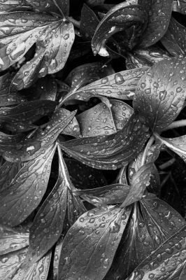 Paeonia officinalis (Gemeine Pfingstrose) aus der Serie &quot;Botanica&quot; (2022) / Nature  photography by Photographer René Greiner Fotografie ★3 | STRKNG