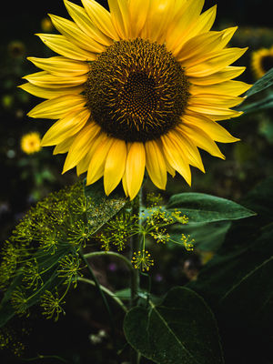 Sunflowers (2024, No. 4) / Natur  Fotografie von Fotograf René Greiner Fotografie ★4 | STRKNG