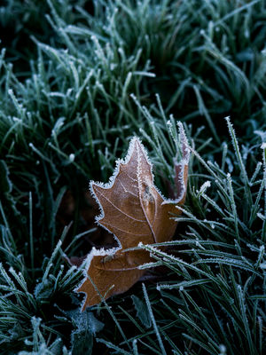 Natur  Fotografie von Fotograf René Greiner Fotografie ★4 | STRKNG