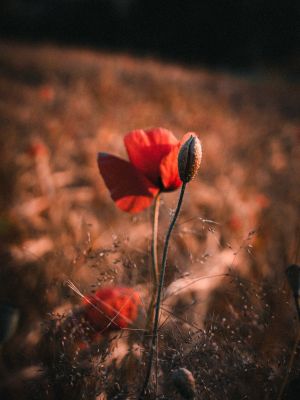 Poppies (2024, No. 3) / Natur  Fotografie von Fotograf René Greiner Fotografie ★3 | STRKNG